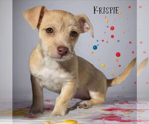 Maltipoo (Miniature) Dogs for adoption in Phelan, CA, USA