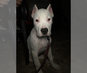 Medium Dogo Argentino