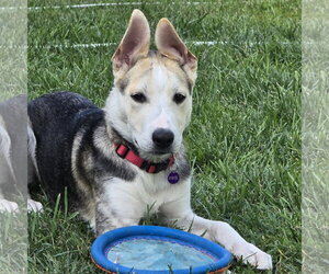 Siberian Husky-Unknown Mix Dogs for adoption in Fargo, ND, USA