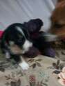 Small Photo #8 Border Collie-Pembroke Welsh Corgi Mix Puppy For Sale in ORCHARD, CO, USA