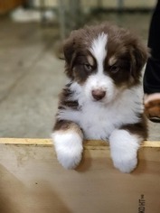 Australian Shepherd Puppy for sale in NOKOMIS, IL, USA