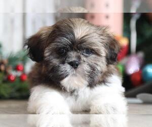 Shih Tzu Puppy for sale in MOUNT VERNON, OH, USA