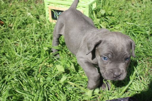 Medium Photo #1 Cane Corso Puppy For Sale in POMONA, CA, USA