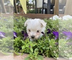 Small #2 Maltese