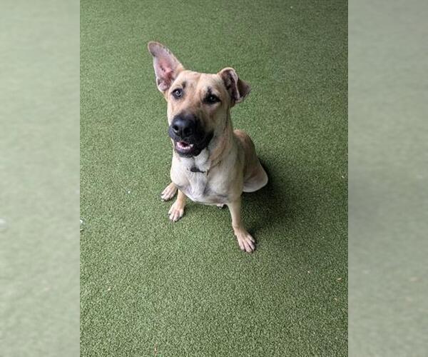 Medium Photo #1 German Shepherd Dog Puppy For Sale in San Martin, CA, USA