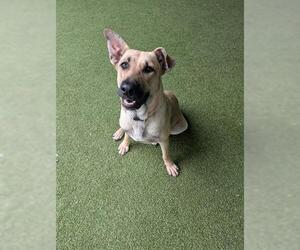 German Shepherd Dog Dogs for adoption in San Martin, CA, USA