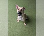 Small German Shepherd Dog