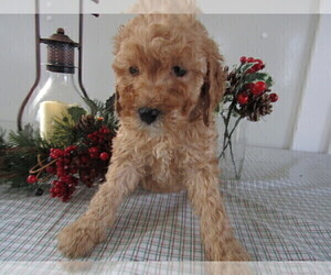 Goldendoodle Puppy for sale in TOLEDO, OH, USA