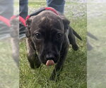 Small #3 Bulldog-Labrador Retriever Mix