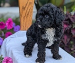 Small #5 Maltipoo (Toy)