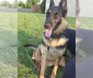 German Shepherd Dog Dogs for adoption in hinckley, IL, USA