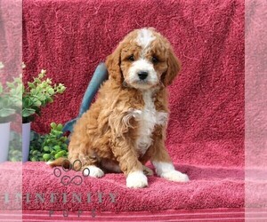 Goldendoodle (Miniature) Puppy for sale in EPHRATA, PA, USA