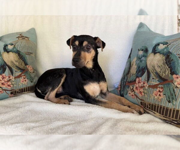 Medium Photo #3 Miniature Pinscher-Unknown Mix Puppy For Sale in Oak Bluffs, MA, USA