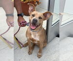 Small #9 American Staffordshire Terrier-Labrador Retriever Mix