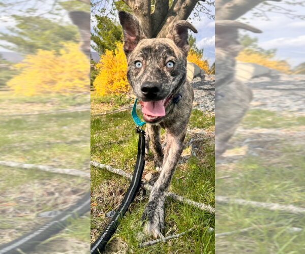 Medium Photo #4 Catahoula Leopard Dog Puppy For Sale in Walnutport, PA, USA