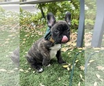 Puppy 3 French Bulldog