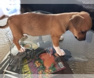 Jack Russell Terrier Puppy for sale in NEW BALTIMORE, MI, USA