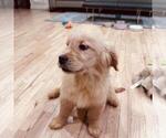 Small #5 Golden Retriever