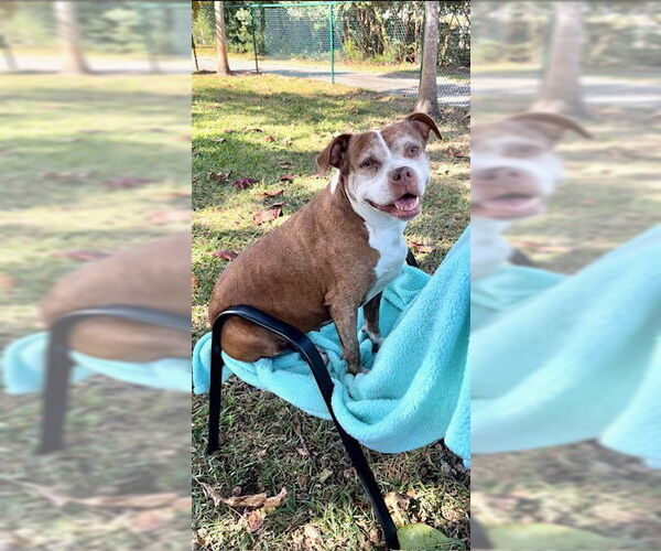 Medium Photo #16 American Pit Bull Terrier Puppy For Sale in Weston, FL, USA