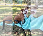 Small #15 American Pit Bull Terrier