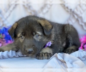 German Shepherd Dog-Norwegian Elkhound Mix Puppy for sale in LANCASTER, PA, USA