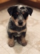 Small Photo #26 Australian Cattle Dog Puppy For Sale in PAHRUMP, NV, USA