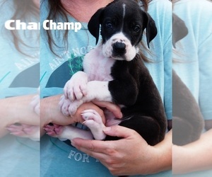 Great Dane Litter for sale in SPRAGGS, PA, USA