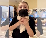 Puppy Ruby Pomeranian