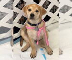 Small Photo #27 Retriever -Unknown Mix Puppy For Sale in Holly Springs, NC, USA