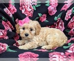 Small Photo #4 Cavachon Puppy For Sale in AIRVILLE, PA, USA