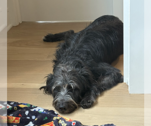 Medium Photo #8 Labrador Retriever-Unknown Mix Puppy For Sale in Brooklyn, NY, USA