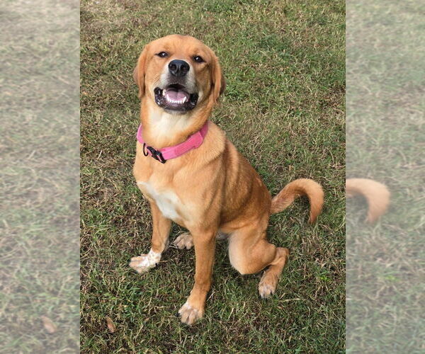 Medium Photo #7 Mutt Puppy For Sale in Glen Allen, VA, USA