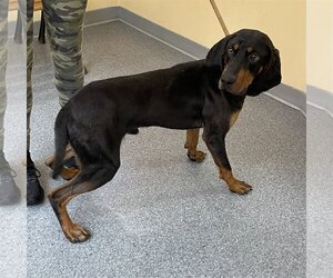 Black and Tan Coonhound Dogs for adoption in Low Moor, VA, USA