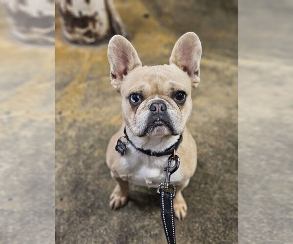 Medium Photo #4 French Bulldog Puppy For Sale in Lake Elsinore, CA, USA