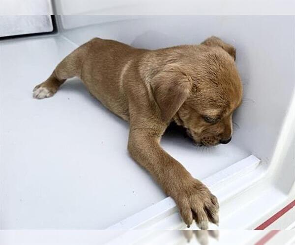 Medium Photo #2 American Pit Bull Terrier-Unknown Mix Puppy For Sale in Houston, TX, USA