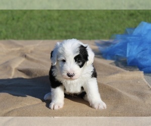 Morkie Puppy for sale in FAIR GROVE, MO, USA