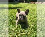 Small Photo #19 French Bulldog Puppy For Sale in WHITTIER, CA, USA