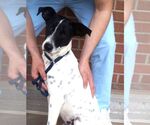 Small #2 Dalmatian Mix