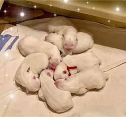 Samoyed Puppy for sale in NEWCASTLE, OK, USA