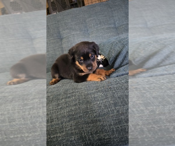 Medium Photo #3 Rottweiler Puppy For Sale in BRADFORD, NY, USA
