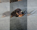 Small #2 Rottweiler