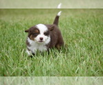Small #4 Miniature Australian Shepherd