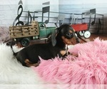 Small #3 Dachshund