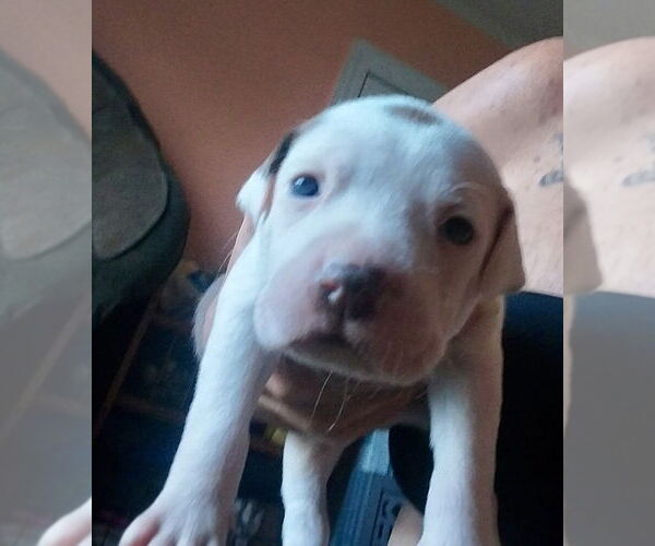 Medium Photo #3 Boxer-Unknown Mix Puppy For Sale in Mooresville, NC, USA