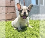 Small Photo #61 French Bulldog Puppy For Sale in JACKSONVILLE, FL, USA