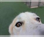 Small #1 Great Pyrenees-Huskies  Mix