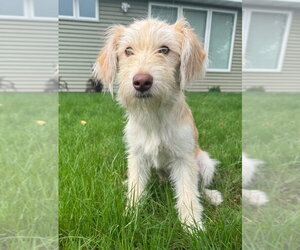 Sasha - Female Mutt Dog for Adoption - Photo #4