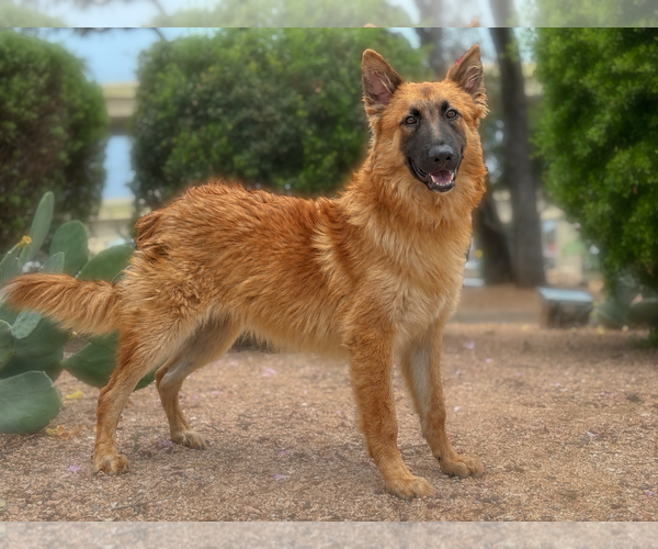 Medium Photo #3 Mutt Puppy For Sale in PIPE CREEK, TX, USA