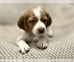 Small #8 Brittany
