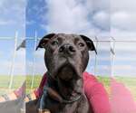 Small Photo #4 Mutt Puppy For Sale in Abbeville, LA, USA